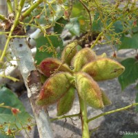 Sterculia urens Roxb.